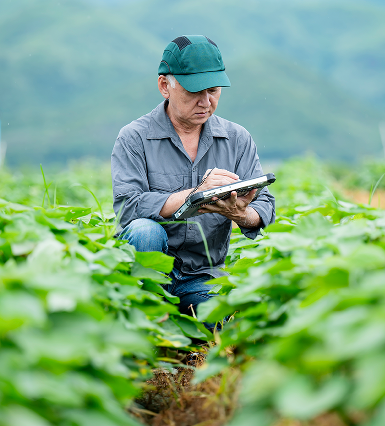 The future of food safety with crop health at Avendra Internationaln Ireland, environmental supply chain and responsible sourcing