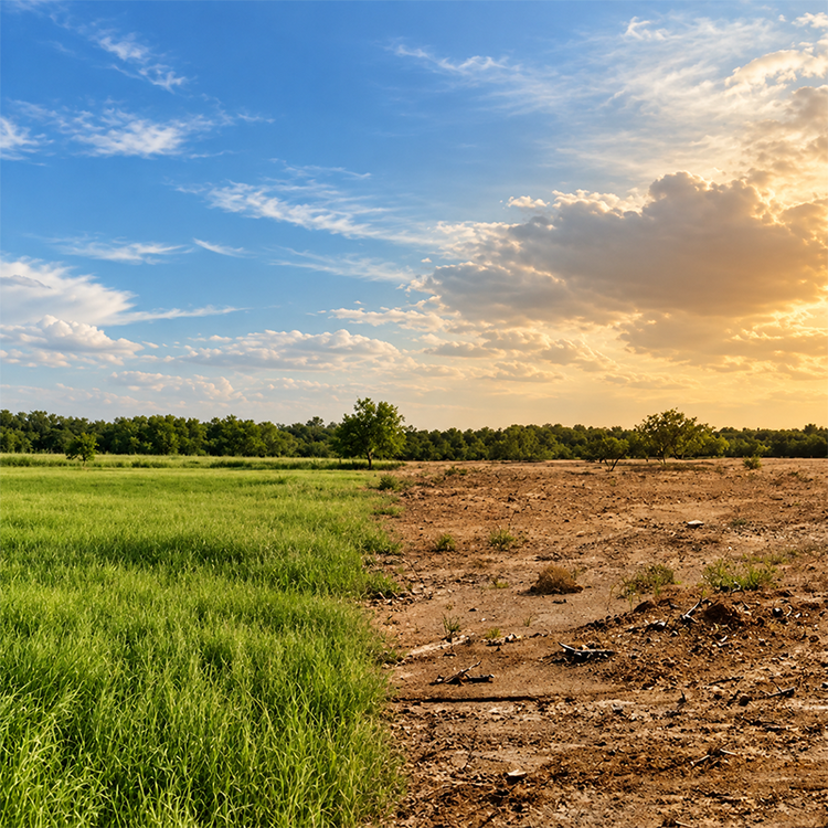 Green farmland beside drought-affected dry land, illustrating changing weather and agricultural supply risks in Ireland.