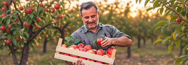 Apple grower holding freshly harvested apples in an orchard, representing seasonal food supply and agricultural market conditions.