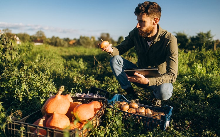 A person kneeling in a green field, holding a small onion in one hand and a tablet in the other, with two crates nearby filled with pumpkins and onions under a sunny sky.