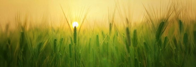 barley field