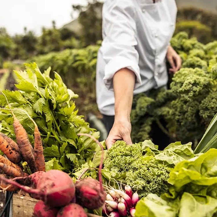 Fresh vegetables from a green field
