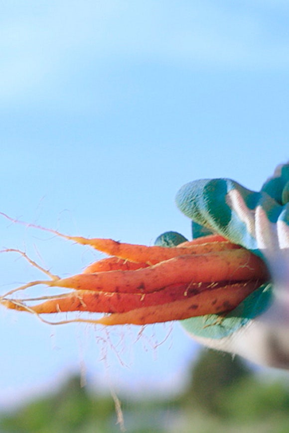 Man holding carrots in a field at Avendra International, sustainable farming and advanced agricultural technology