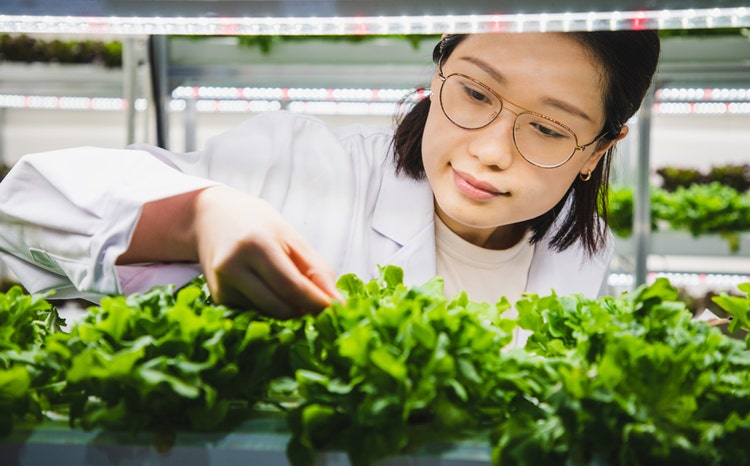 Agricultural researchers monitoring vegetables at a sustainable farm associated with Avendra International, responsible sourcing