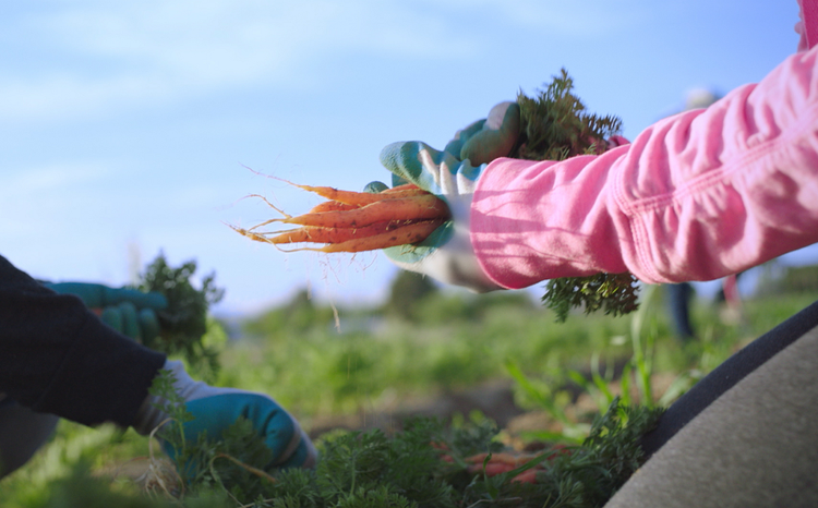 Man holding carrots in a field at Avendra International, sustainable farming and advanced agricultural technology
