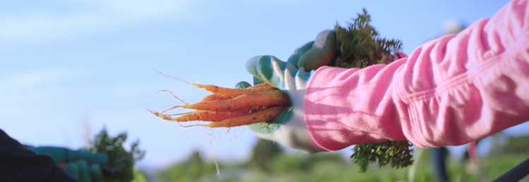 Hand holding bundle of carrots.