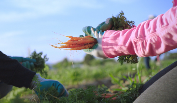 Hand holding bundle of carrots.