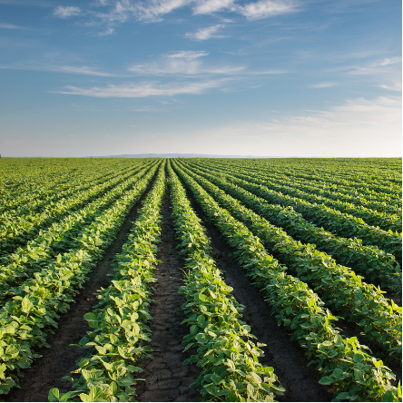 Aerial view of a field