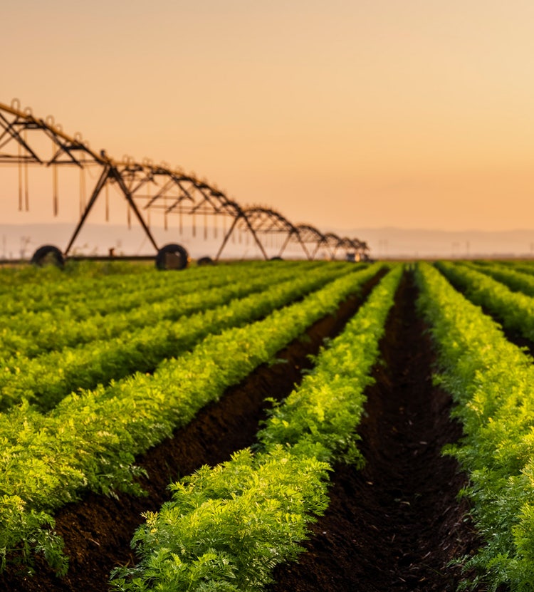 Carrot field with sprinklers at sunset, emphasizing Avendra International's sustainable agricultural sourcing solutions.