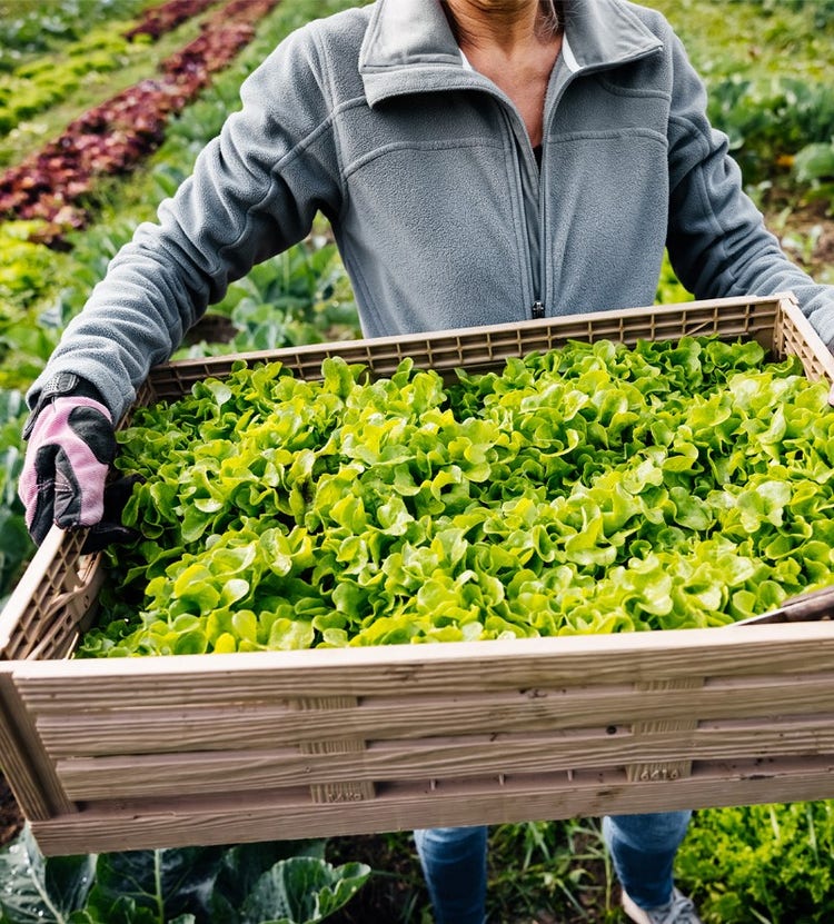 Close-up of organic vegetables in crate - Avendra International's fresh local produce supply