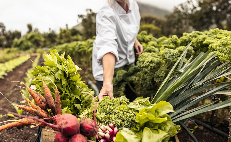 Un chef en uniforme blanc cueille des légumes frais dans un jardin, tenant un panier rempli de produits frais tels que des carottes, des betteraves et des légumes verts à feuilles.